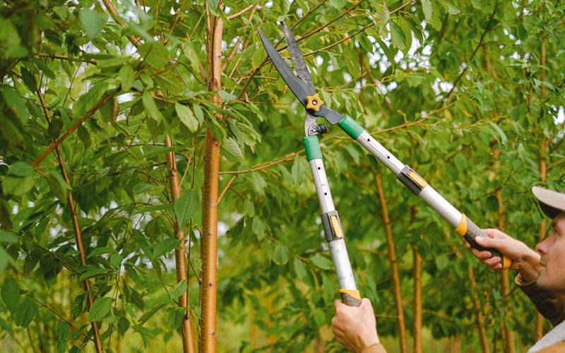 Tree trimming in Hyrum, UT